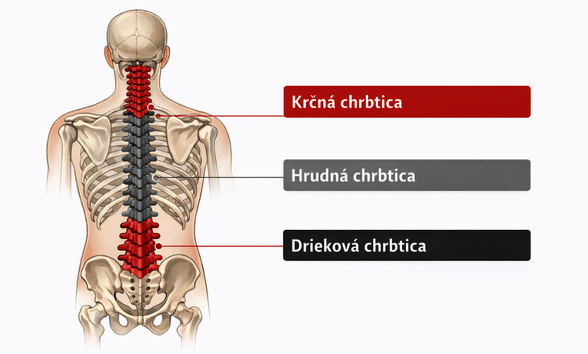 maketa chrbtice a jej častí