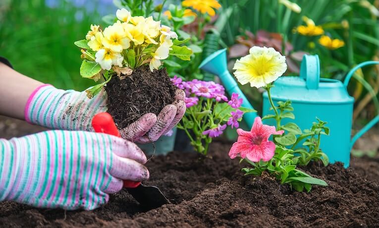 presádzanie rastlín v záhrade